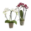 Midi Schmetterlingsorchidee - Phalaenopsis Cultivars, Zweitriebig, Verschiedene Sorten
