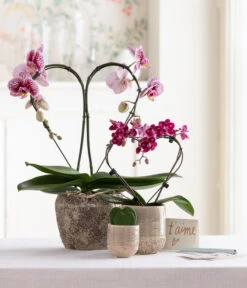 Midi Schmetterlingsorchidee - Phalaenopsis Cultivars, Zweitriebig, Verschiedene Sorten -Compo Verkaufsgeschäft 8245052 WE MO 001 SchmetterlingsorchideeMidi