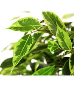 Birkenfeige - Ficus Benjamini 'Anastasia' -Compo Verkaufsgeschäft 8248510 WE DE 002 FicusAnastasiaT21