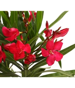 Oleander, Busch -Compo Verkaufsgeschäft 8249302 WE DE 001 OleanderBuschT17RotDehnerExpressHerzig