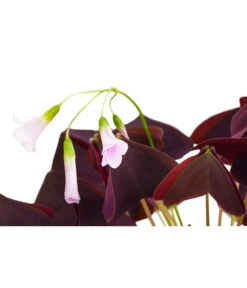Dreieckiger Glücksklee - Oxalis Triangularis -Compo Verkaufsgeschäft 8249385 PR DE 001 OxalisTringularisDehnerExpressHerzig