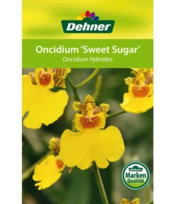 Oncidium - Oncidium Cultivars 'Sweet Sugar' -Compo Verkaufsgeschäft 8249708 8251662 Oncidium Sweet Sugar Etikett 1