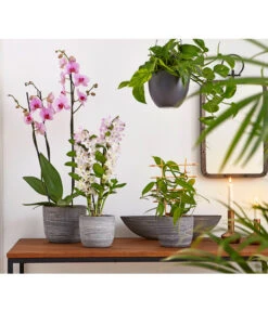 Vanille-Orchidee - Vanilla Planifolia -Compo Verkaufsgeschäft 8250045 8251399 8250045 825153 PR MO 001 Orchideen02BL20