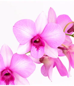 Dendrobium - Dendrobium Cultivaris, Verschiedene Sorten -Compo Verkaufsgeschäft 8250771 WE DE 002 DendrobiumSonderfarbenT12DehnerExpressHerzig
