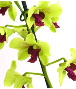 Dendrobium - Dendrobium Cultivaris, Verschiedene Sorten -Compo Verkaufsgeschäft 8250771 WE DE 003 DendrobiumSonderfarbenT12DehnerExpressHerzig