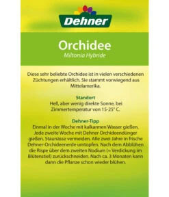 Stiefmütterchenorchidee - Miltonia -Compo Verkaufsgeschäft 8251191 Orchidee Miltonia 08032016 2