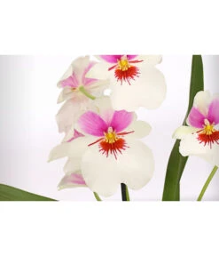 Stiefmütterchenorchidee - Miltonia -Compo Verkaufsgeschäft 8251191 WE DE 002 MiltonienMiltoniaHybride2TrieberT12DehnerExpressHerzig
