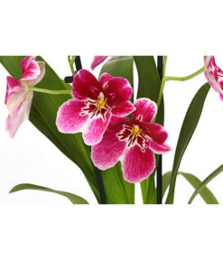Stiefmütterchenorchidee - Miltonia -Compo Verkaufsgeschäft 8251191 WE DE 003 MiltonienMiltoniaHybride2TrieberT12DehnerExpressHerzig