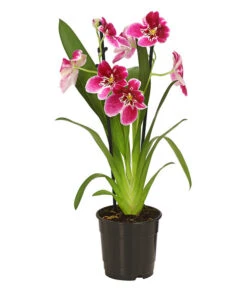 Stiefmütterchenorchidee - Miltonia -Compo Verkaufsgeschäft 8251191 WE FS 003 MiltonienMiltoniaHybride2TrieberT12OWDehnerExpressHerzig