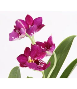 Stiefmütterchenorchidee - Miltonia -Compo Verkaufsgeschäft 8251191 we DE 001 Miltonia2TrieberT12DehnerExpressHerzig