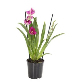 Stiefmütterchenorchidee - Miltonia -Compo Verkaufsgeschäft 8251191 we FS 001 Miltonia2TrieberT12DehnerExpressHerzig