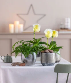 Frauenschuh - Paphiopedilum Complex Hybride -Compo Verkaufsgeschäft 8251472 8224198 8466849 WE MO 001 FrauenschuhPaphio GC18 2022