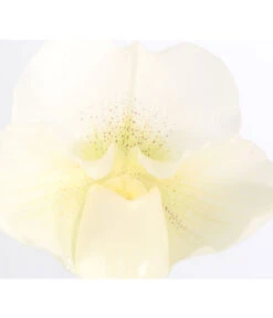 Frauenschuh - Paphiopedilum Complex Hybride -Compo Verkaufsgeschäft 8251472 PR DE 001 PaphiopedilumCompWeissFrauenschuhT12DehnerExpressZS