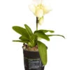 Frauenschuh - Paphiopedilum Complex Hybride