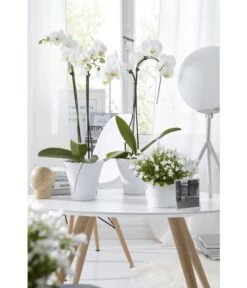 Schmetterlingsorchidee - Phalaenopsis Cultivars 'Umbrella', Verschiedene Sorten -Compo Verkaufsgeschäft 8251498 8203242 8211450 WE MO 009 SchmetterlingsorchideeUmbrella