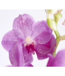 Vanda-Orchidee - Vanda Cultivars -Compo Verkaufsgeschäft 8251589 PR DE 002 VandaGrossbluetigImKorbDehnerExpressZS