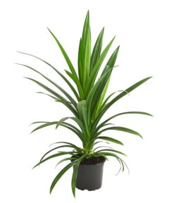 Schraubenbaum - Pandanus Veitchii