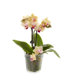 Midi Schmetterlingsorchidee - Phalaenopsis Cultivars, Verschiedene Sorten -Compo Verkaufsgeschäft 8252900 BildFS 001 PhalaenopsisMidi2TrieberGelb