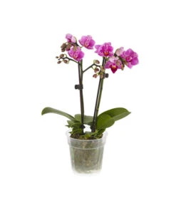 Midi Schmetterlingsorchidee - Phalaenopsis Cultivars, Verschiedene Sorten -Compo Verkaufsgeschäft 8252900 BildFS 002 PhalaenpsisMidi2TrieberLila