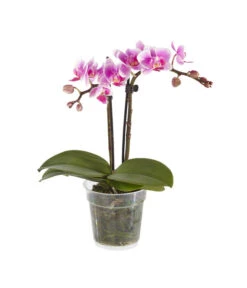 Midi Schmetterlingsorchidee - Phalaenopsis Cultivars, Verschiedene Sorten -Compo Verkaufsgeschäft 8252900 BildFS 003 PhalaenopsisMidi2TrieberRosa