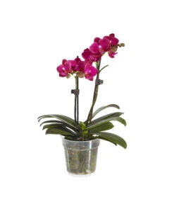 Midi Schmetterlingsorchidee - Phalaenopsis Cultivars, Verschiedene Sorten -Compo Verkaufsgeschäft 8252900 BildFS 004 PhalaenopsisMidi2TrieberViolett