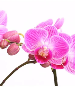 Midi Schmetterlingsorchidee - Phalaenopsis Cultivars, Verschiedene Sorten -Compo Verkaufsgeschäft 8252900 WE DE 001 SchmetterlingsorchideePhalaneopsis2TrieberMidiT9DehnerExpressHerzig