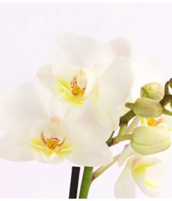Midi Schmetterlingsorchidee - Phalaenopsis Cultivars, Verschiedene Sorten -Compo Verkaufsgeschäft 8252900 WE DE 002 SchmetterlingsorchideePhalaneopsis2TrieberMidiT9DehnerExpressHerzig