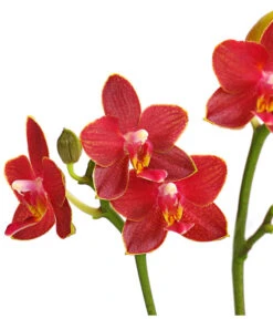Midi Schmetterlingsorchidee - Phalaenopsis Cultivars, Verschiedene Sorten -Compo Verkaufsgeschäft 8252900 WE DE 003 SchmetterlingsorchideePhalaneopsis2TrieberMidiT9DehnerExpressHerzig