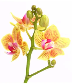 Midi Schmetterlingsorchidee - Phalaenopsis Cultivars, Verschiedene Sorten -Compo Verkaufsgeschäft 8252900 WE DE 004 SchmetterlingsorchideePhalaneopsis2TrieberMidiT9DehnerExpressHerzig
