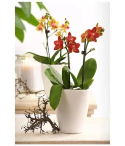 Midi Schmetterlingsorchidee - Phalaenopsis Cultivars, Verschiedene Sorten -Compo Verkaufsgeschäft 8252900 WE MO 001 SchmetterlingsorchideePhalaneopsis2TrieberMidiT9DehnerExpressHerzig