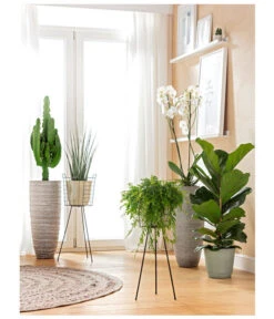 Schamblume - Aeschynanthus Japhrolepis, Ampel -Compo Verkaufsgeschäft 8253023 BodentiefeFensterHungerSimmeth