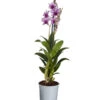 Traubenorchidee - Dendrobium Compactum 'Polar Fire'