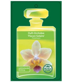 Duft-Orchidee - Phalaenopsis-Hybride 'Flacon Solaire' -Compo Verkaufsgeschäft 8257909 Etikett1PhalaenopsisFlaconSolaire 02072018
