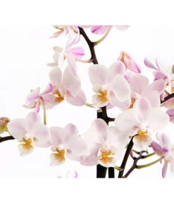 Duft-Orchidee - Phalaenopsis-Hybride 'Flacon Solaire' -Compo Verkaufsgeschäft 8257909 WE DE 002 SchmetterlingsorchideePhalaenopsisDuftT12DehnerExpressHerzig