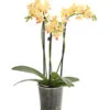 Duft-Orchidee - Phalaenopsis-Hybride 'Flacon Solaire'