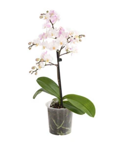 Duft-Orchidee - Phalaenopsis-Hybride 'Flacon Solaire' -Compo Verkaufsgeschäft 8257909 we FS 002 SchmetterlingsorchideePhalaenopsisDuftT12DehnerExpressHerzig