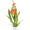 Cambria-Orchidee - Cambria-Hybride 'Catatanthe'