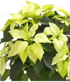Weihnachtsstern - Euphorbia Pulcherrima, Stämmchen -Compo Verkaufsgeschäft 8258899 WE DE 001 PoinsettienStammWeissWeihnachtsstern