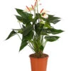 Flamingoblume - Anthurium-Hybride 'Special Love'