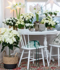 Weihnachtsstern - Euphorbia Pulcherrima, Stämmchen -Compo Verkaufsgeschäft 8260267 WE MO 001 WeihnachtsblueherEuphorbiaPulcherrima