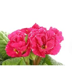 Gefüllte Primel, Verschiedene Sorten -Compo Verkaufsgeschäft 8261356 PR DE 005 PrimelnPrimulaGefuelltT11DehnerExpressHerzig