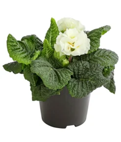 Gefüllte Primel, Verschiedene Sorten -Compo Verkaufsgeschäft 8261356 PR FS 003 PrimelnPrimulaGefuelltT11DehnerExpressHerzig