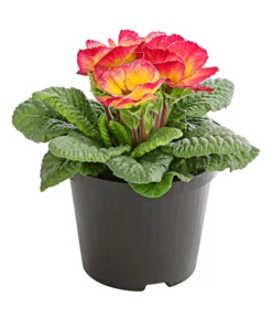 Gefüllte Primel, Verschiedene Sorten -Compo Verkaufsgeschäft 8261356 PR FS 004 PrimelnPrimulaGefuelltT11DehnerExpressHerzig