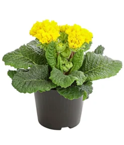 Gefüllte Primel, Verschiedene Sorten -Compo Verkaufsgeschäft 8261356 PR FS 006 PrimelnPrimulaGefuelltT11DehnerExpressHerzig