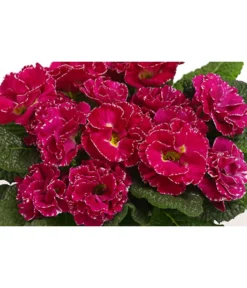 Gefüllte Primel, Verschiedene Sorten -Compo Verkaufsgeschäft 8261356 WE DE 001 PrimulaGefuelltPrimelT10Herzig