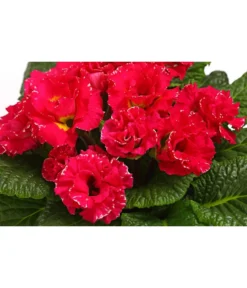 Gefüllte Primel, Verschiedene Sorten -Compo Verkaufsgeschäft 8261356 WE DE 002 PrimulaGefuelltPrimelT10Herzig