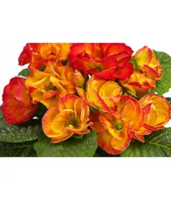 Gefüllte Primel, Verschiedene Sorten -Compo Verkaufsgeschäft 8261356 WE DE 003 PrimulaGefuelltPrimelT10Herzig