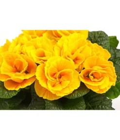 Gefüllte Primel, Verschiedene Sorten -Compo Verkaufsgeschäft 8261356 WE DE 004 PrimulaGefuelltPrimelT10Herzig