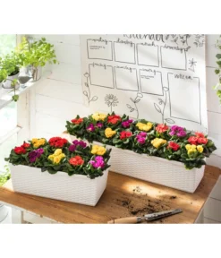 Gefüllte Primel, Verschiedene Sorten -Compo Verkaufsgeschäft 8261356 WE MO 001 PrimulaVulgarisT10