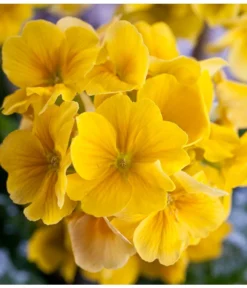 Stängelprimel, Schale -Compo Verkaufsgeschäft 8261463 PR DE 001 JuwelPrimulaSchaleGelbDehnerWunderlichEva